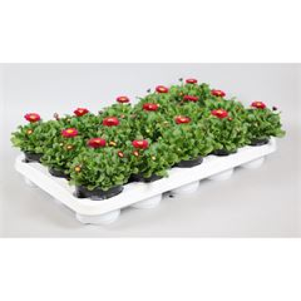 Bellis perennis rot