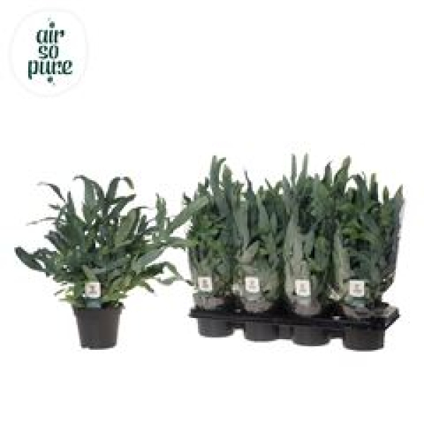 Phlebodium aureum 'Blue Star'