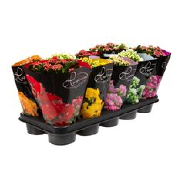 Kalanchoe  gefüllt Mix