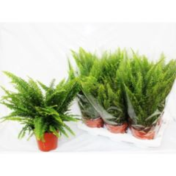 Nephrolepis exal. 'Green Lady  '