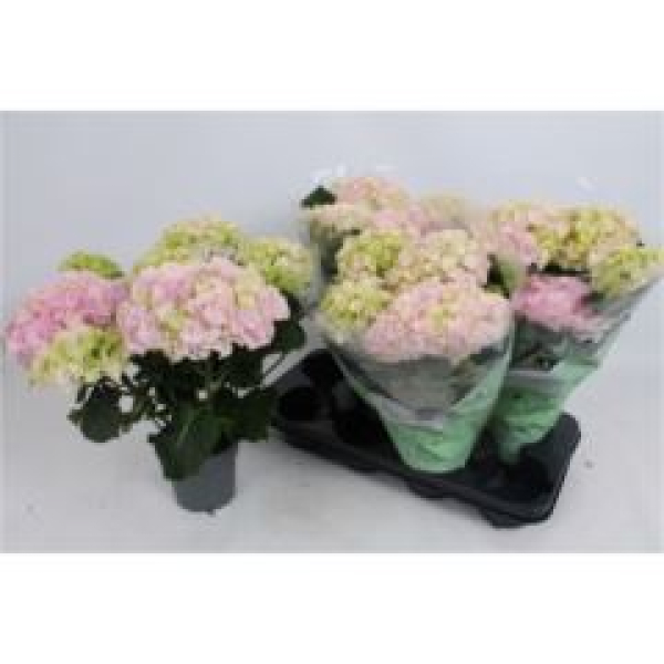 Hydrangea macr. rosa