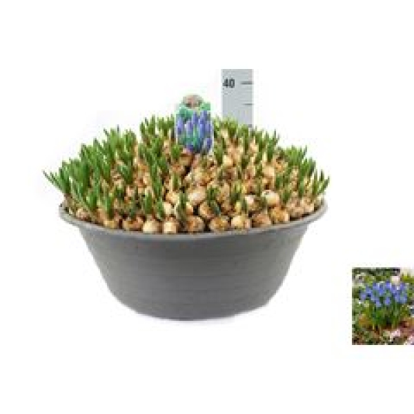 Zwiebelschale XXL - Muscari blau