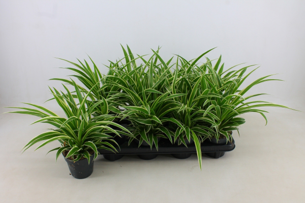 Chlorophytum com. 'Ocean'
