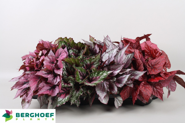 Begonia Rex Mix