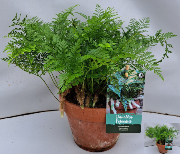 Davallia fejeensis