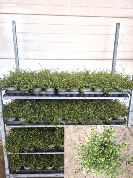 Mühlenbeckia