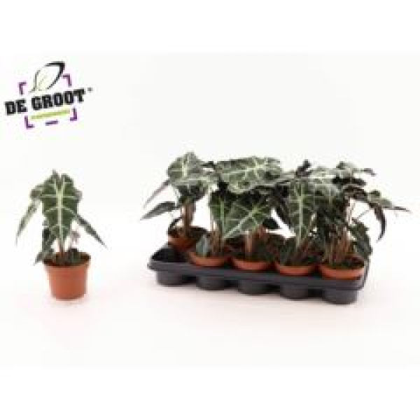 Alocasia amazonica 'Polly'