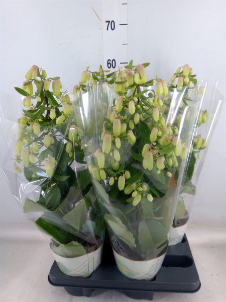 Kalanchoe 'Magic Bell'