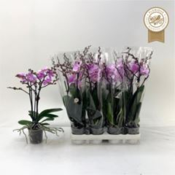 Phalaenopsis midi 2 Rispen rosa