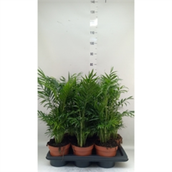 Chamaedorea elegans