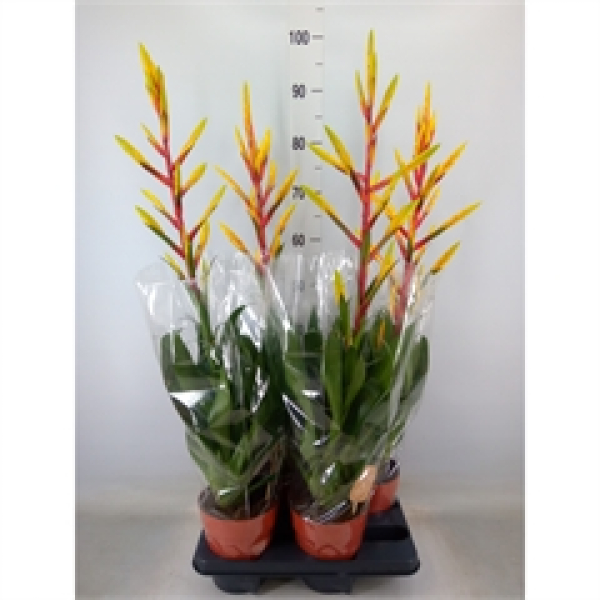 Tillandsia 'Luminosa'