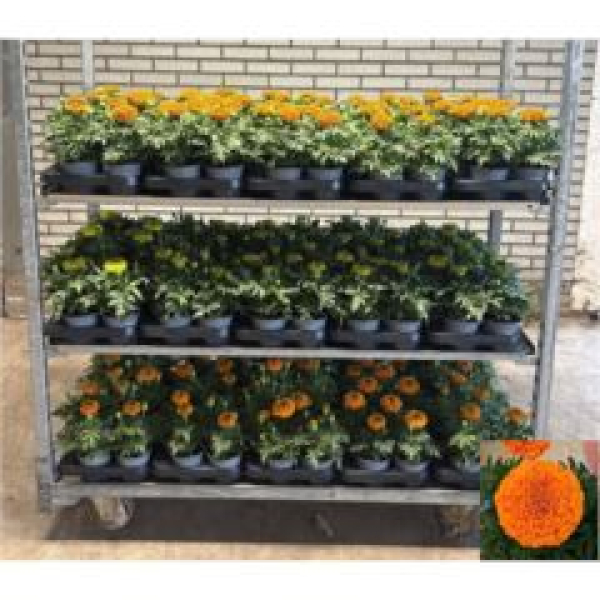 Tagetes erecta 'Taishan Orange'