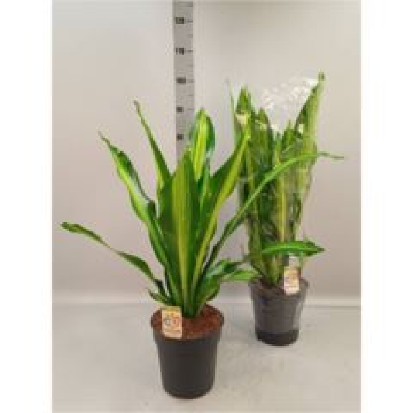 Dracaena frag. 'Burley'