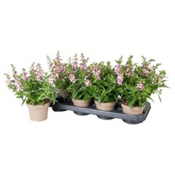 Angelonia rosa