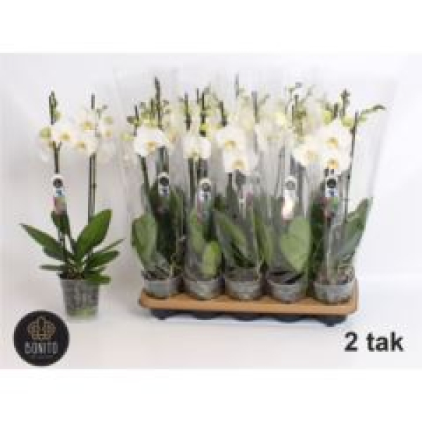 Phalaenopsis 2 Rispen weiß