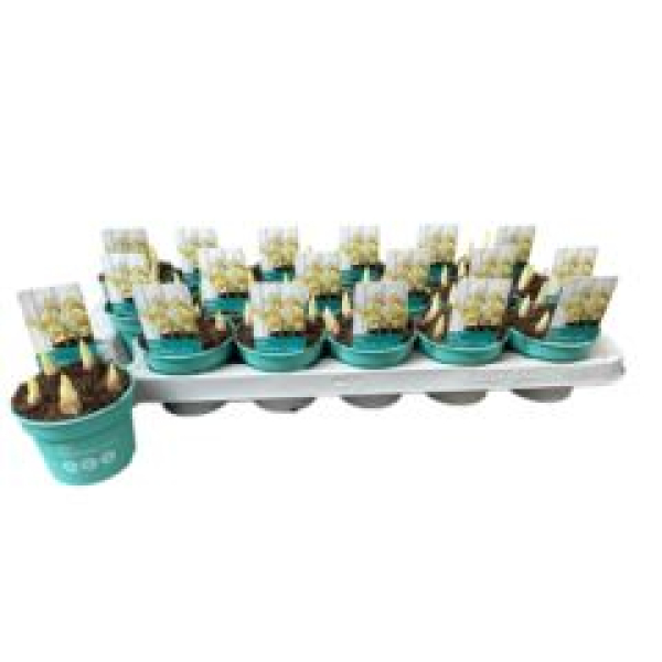 Iris "Katherine's Gold"