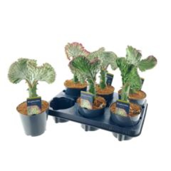 Euphorbia lactea 'Cristata'