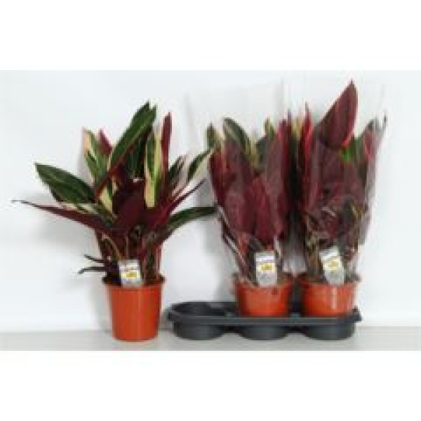 Stromanthe sanguin. 'Triostar'