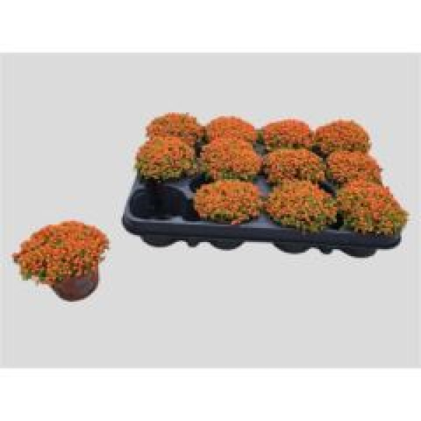 Nertera granadensis 'Astrid'