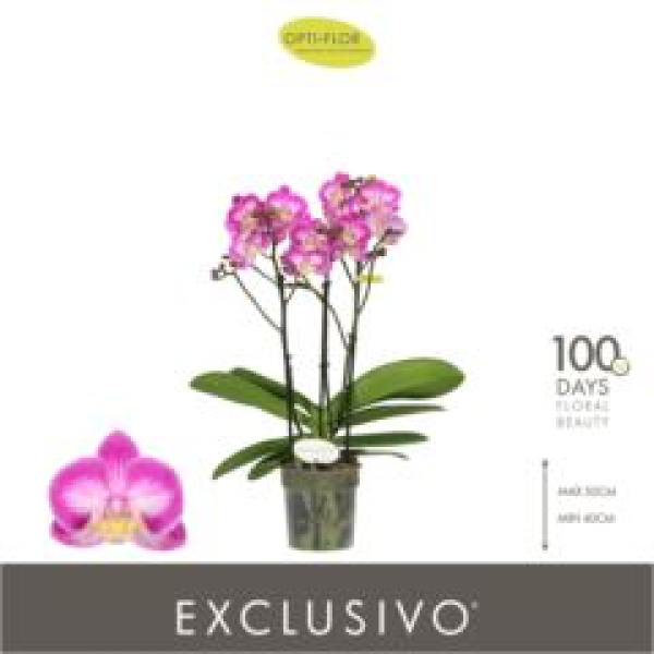 Phalaenopsis "Exclusivo" 3 Rispen pink