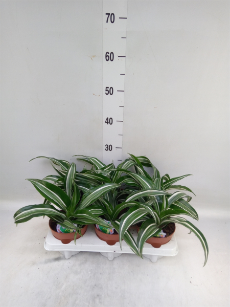 Dracaena fragrans grün-weiß