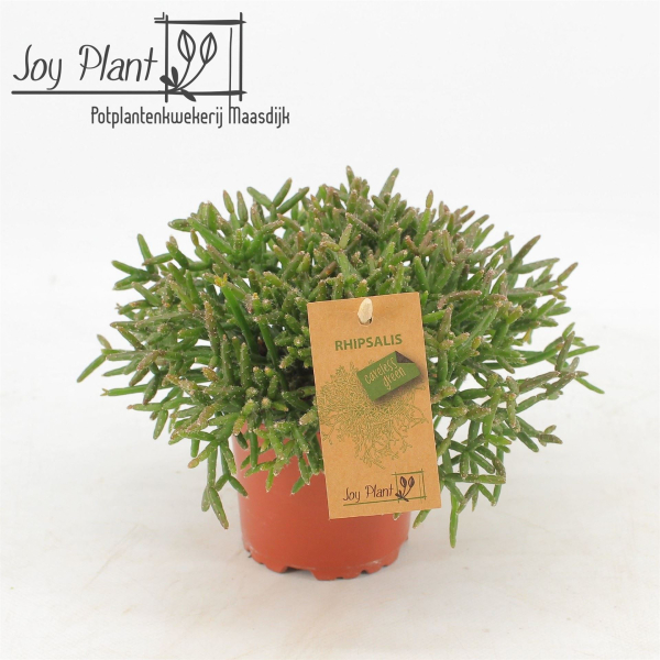Rhipsalis burchellii