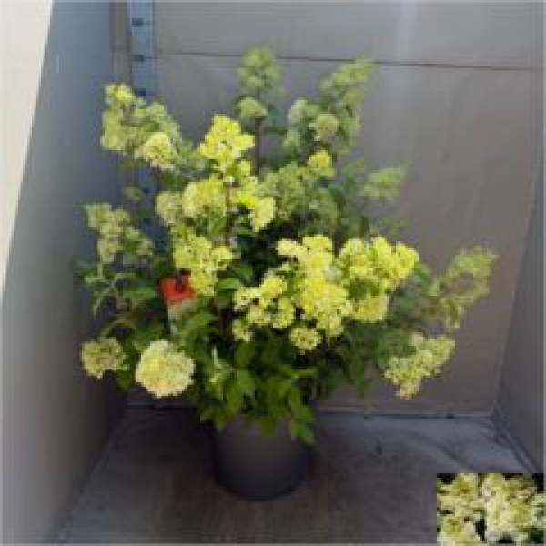 Hydrangea pan. 'Wim's Red'