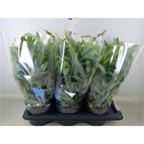 Phlebodium aureum 'Blue Star'