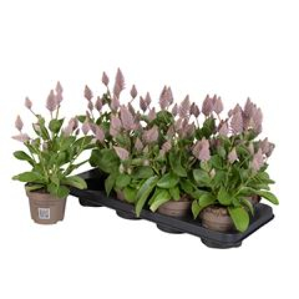 Ptilotus exaltatus