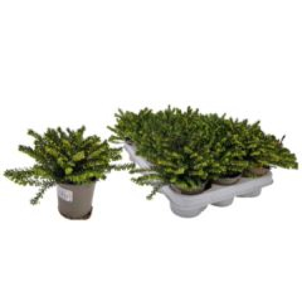 Erica darley. 'Weisse Lena'