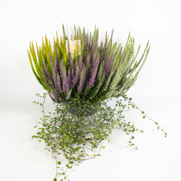 Calluna Mixschale mit Mühlenbeckia