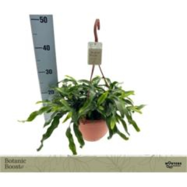 Microsorum divers. Ampel