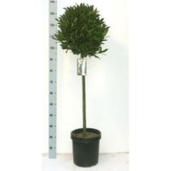 Laurus nobilis Stamm