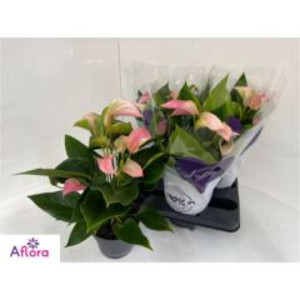 Anthurium andr. 'Joli' hellrosa