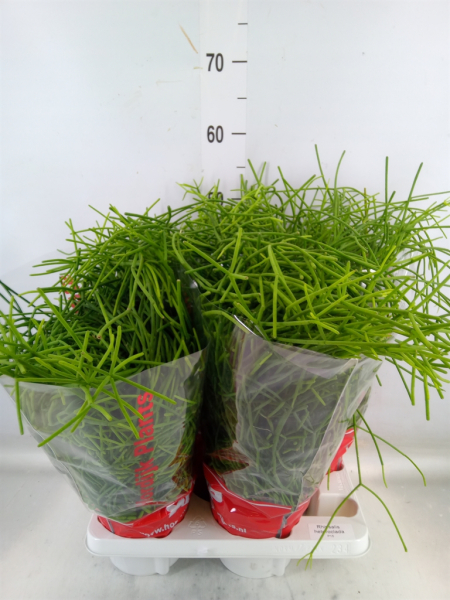 Rhipsalis heteroclada Ampel
