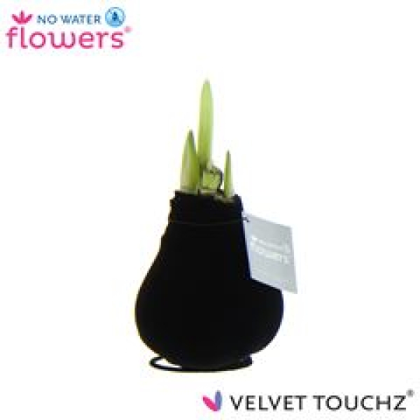 Waxz Samtamaryllis schwarz
