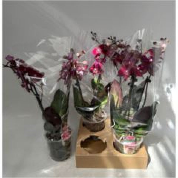Phalaenopsis 2 Rispen rot