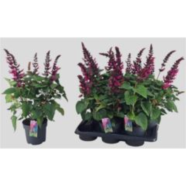 Salvia "Salgoon" magenta
