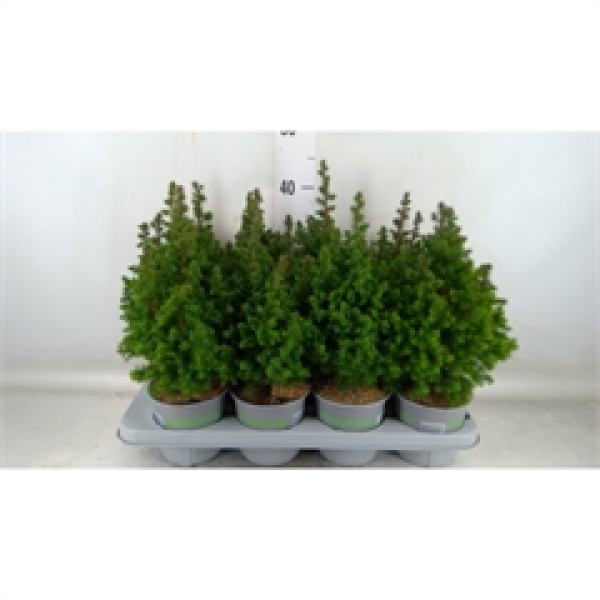 Chamaecyparis thyo. 'Top Point'