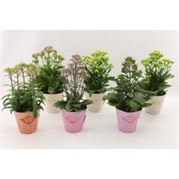 Kalanchoe 'Veranda' Mix