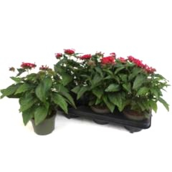 Pentas lanceolata rot