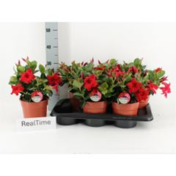 Mandevilla sand. 'Rio Petite Red'