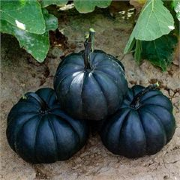 Cucurbita 'Black Cat'