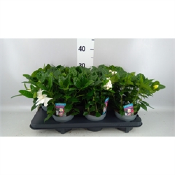 Gardenia jasminoides