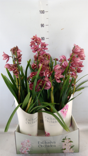 Cymbidium 3-4 Rispen rot