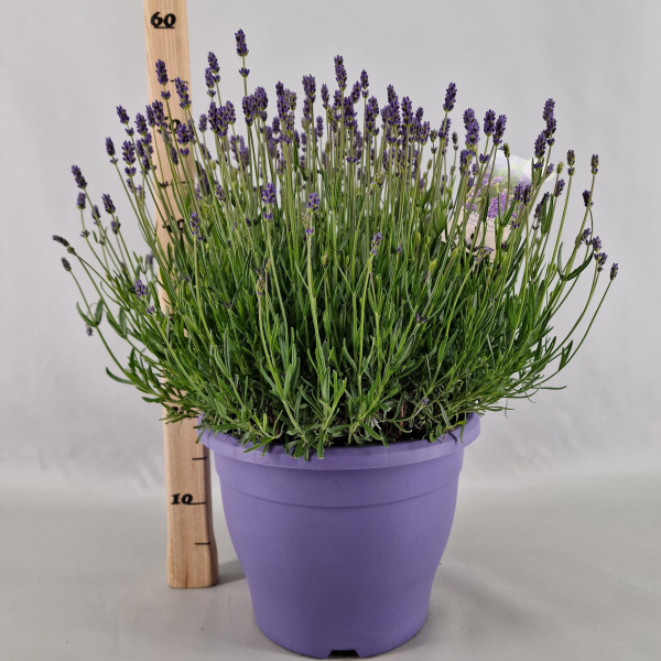 Lavandula ang. Kübel