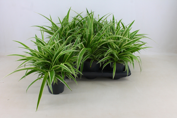 Chlorophytum com. 'Ocean'