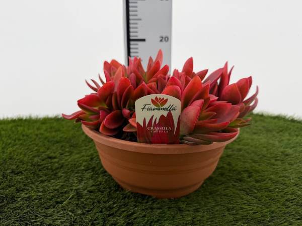 Crassula fiamella Schale