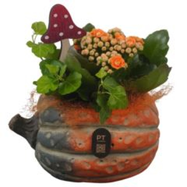 bepflanzter Topf - Kürbis orange