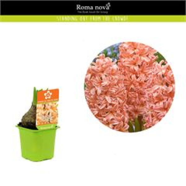 Hyacinthus 1pp 'Gipsy Queen' orange